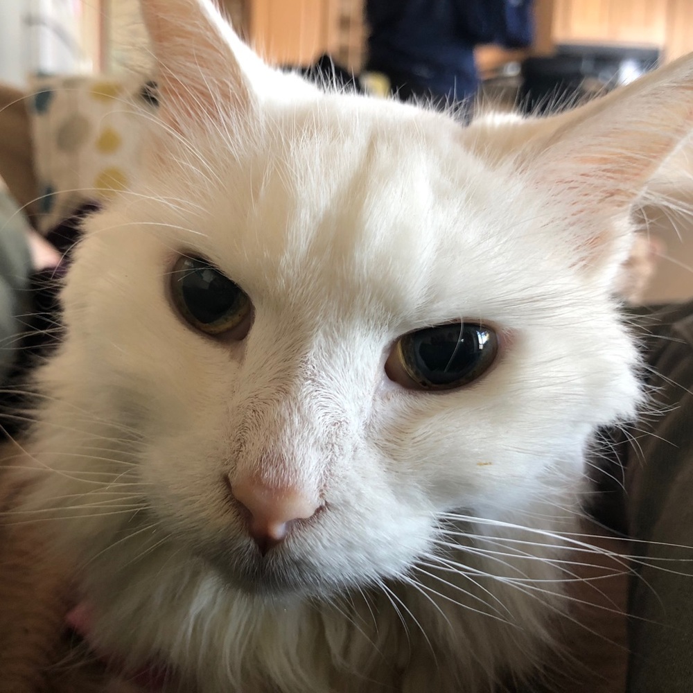 Meet your Posher, Serena